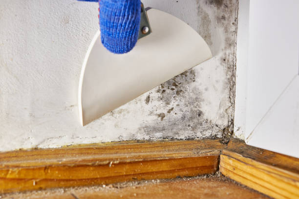 Mold Remediation for Rental Properties in Horton, KS