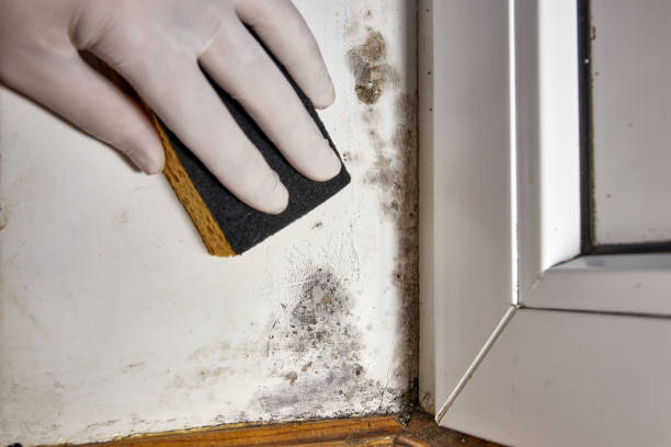 Mold Odor Removal Services in Horton, KS
